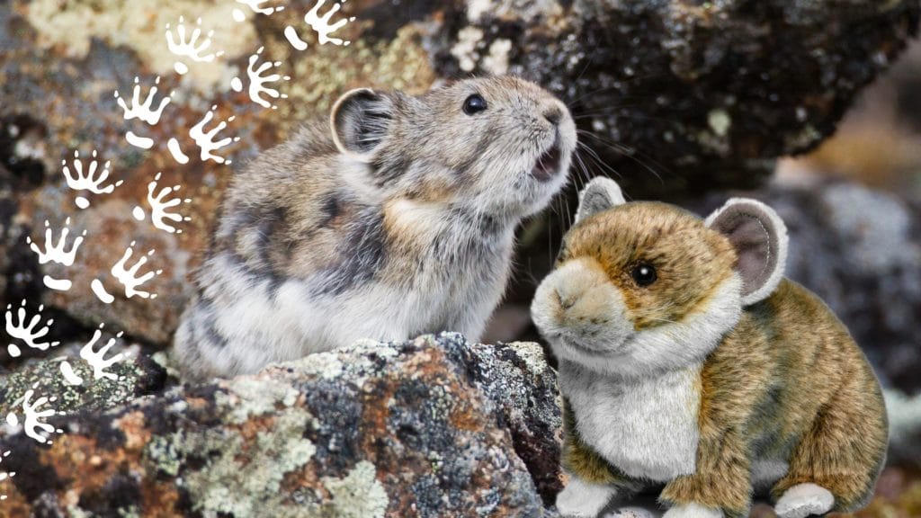 Collared pika perched on a rock in Yukon, Canada with a plush pika
