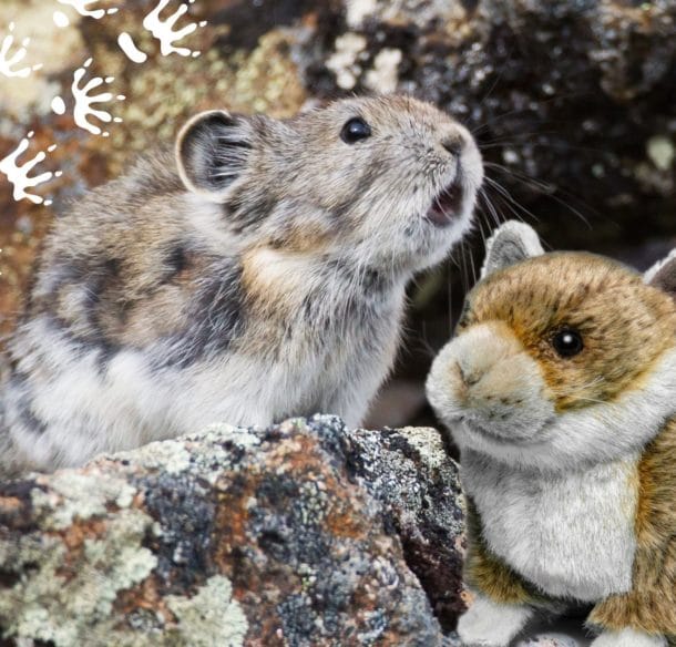 Collared pika perched on a rock in Yukon, Canada with a plush pika