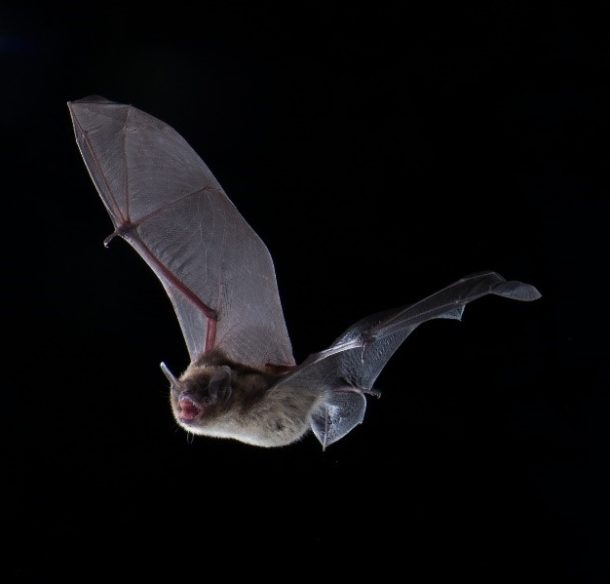 Little brown bat (Myotis lucifugus) in flight