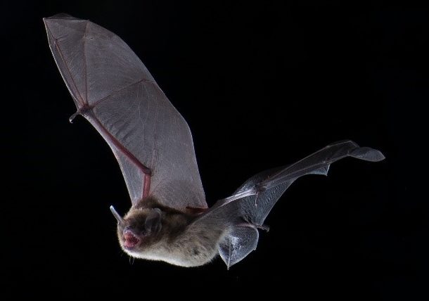 Little brown bat (Myotis lucifugus) in flight
