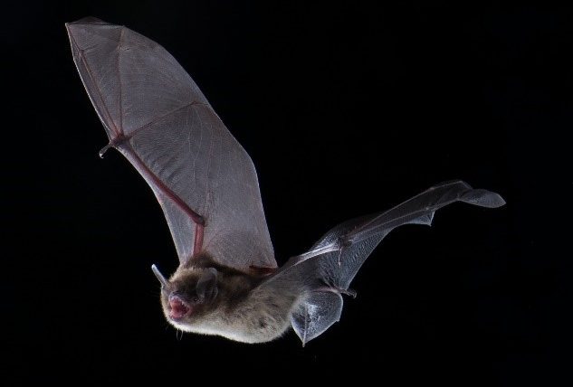 In Defense of Bats: Why bats need protection now more than ever
