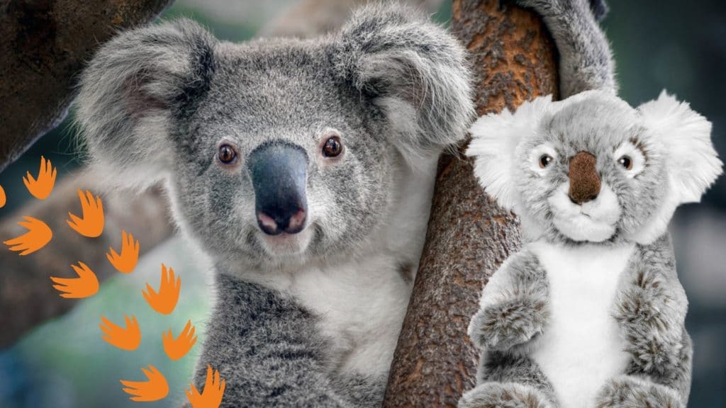 Koala in a tree with koala plush