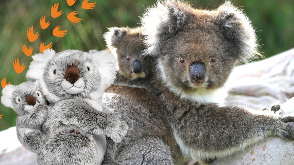 Mother koala carries her joey on her back + a plush koala family