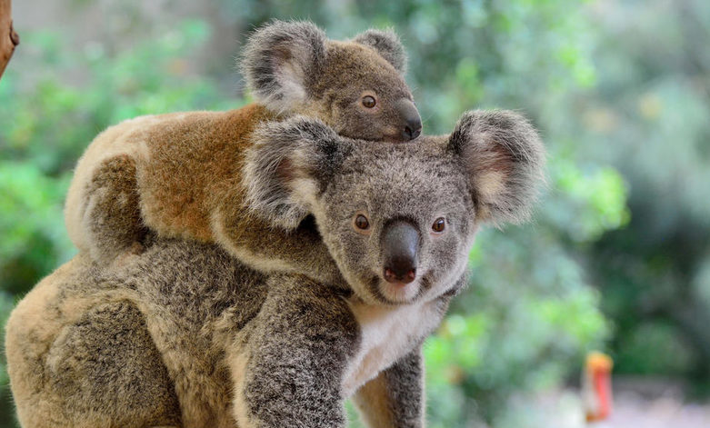 Mother koala (Phascolarctos cinereus) with joey on her back, on eucalyptus tree.