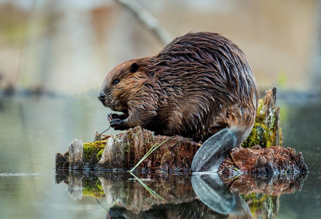 Beaver on wood in the water