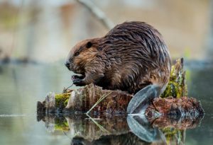 LPRC 2025 species profile: North American beaver (Castor canadensis ...
