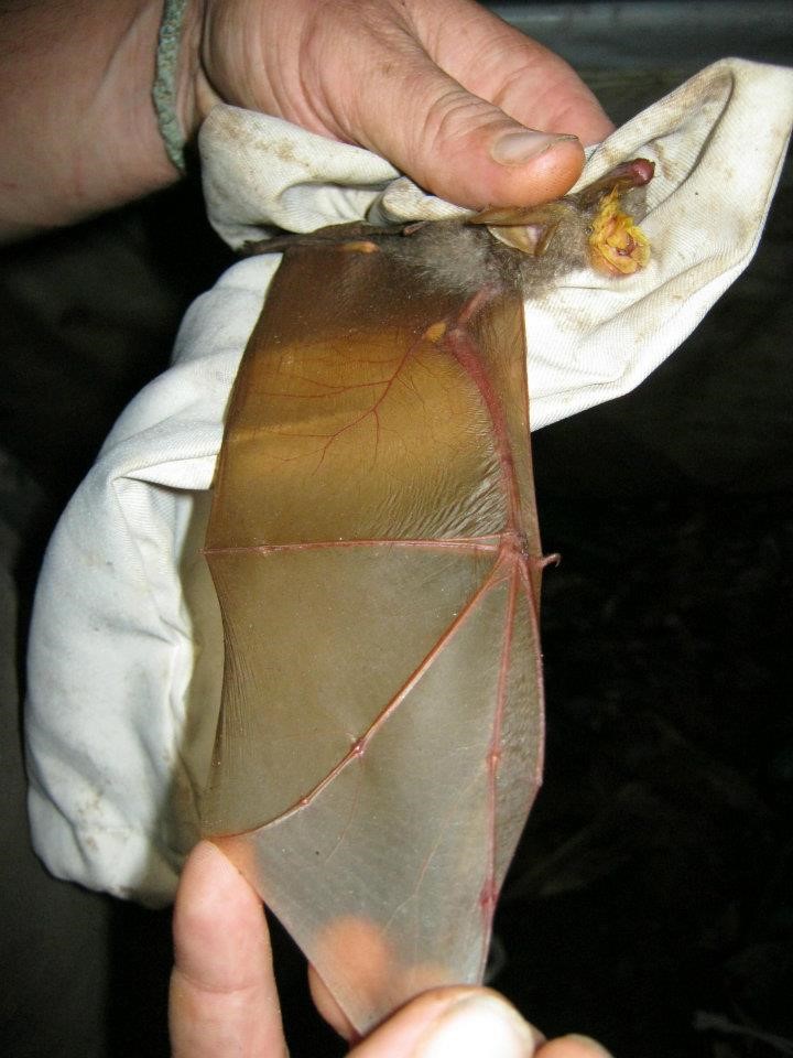 Horseshoe bats, like Rhinolophus trifoliatus pictured here, are known reservoirs of coronaviruses 