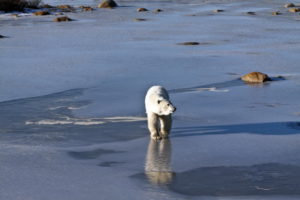 Polar bear walking across thin ice