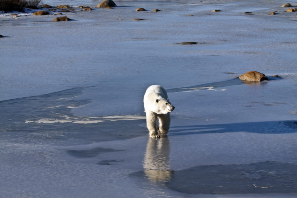 Ours polaire marchant sur de la glace fine