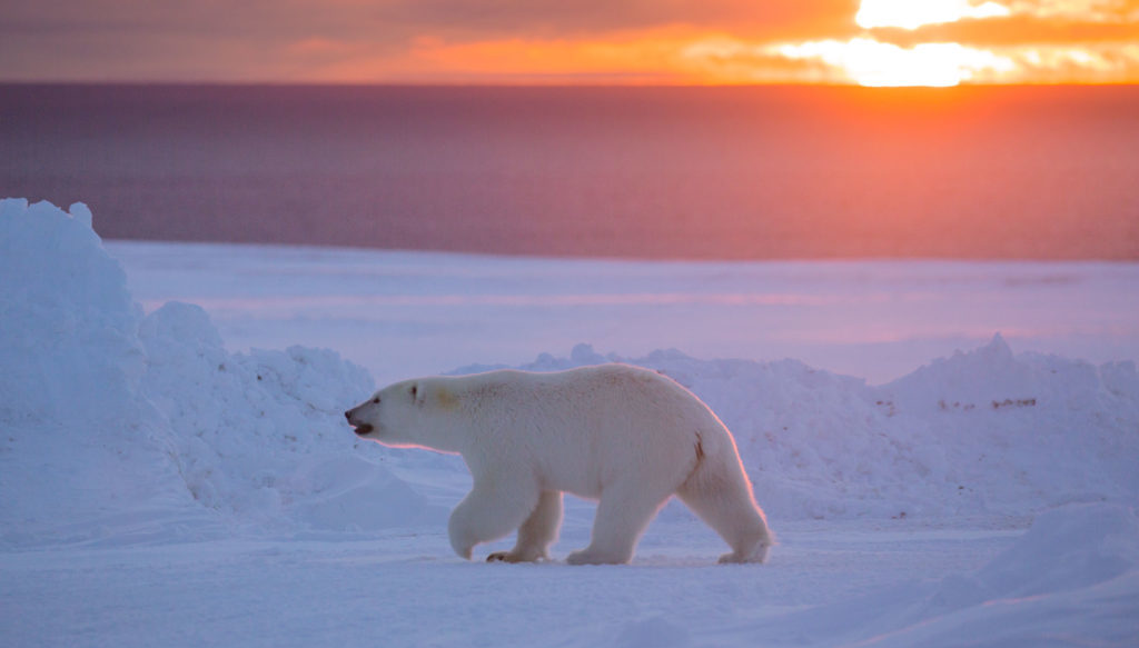 Polar bear walking across the ice at sunset