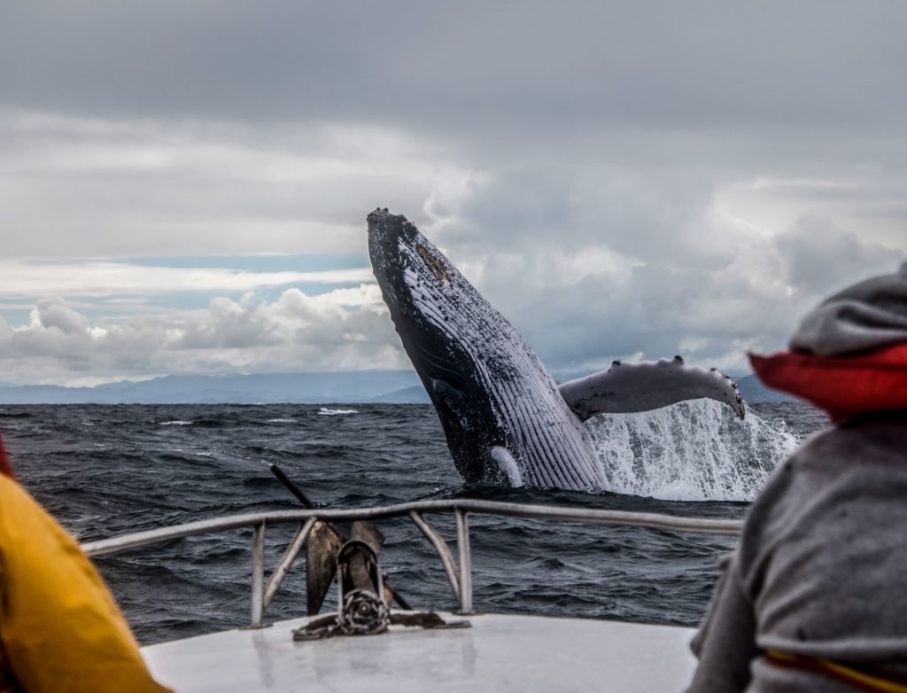 view of whale from boat