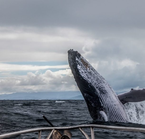 view of whale from boat