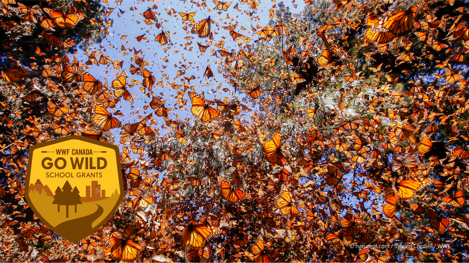 A sky full of monarch butterflies with the Go Wild School Grants badge