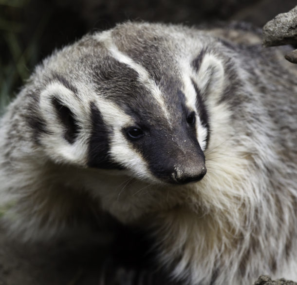 Portrait of an American Badger