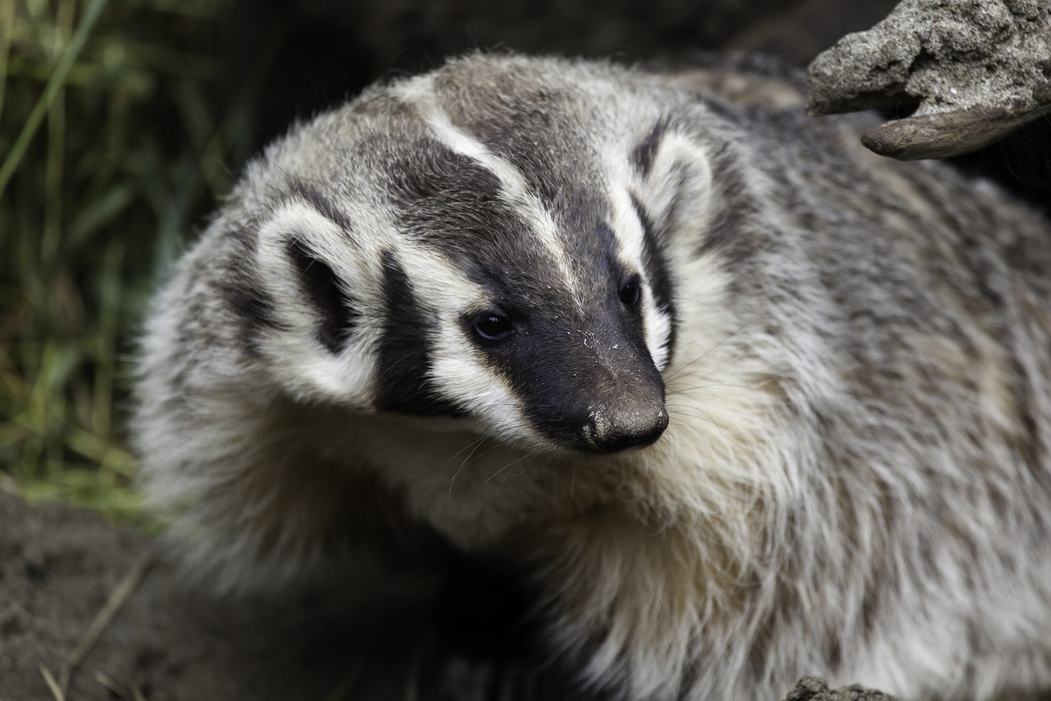 Portrait of an American Badger