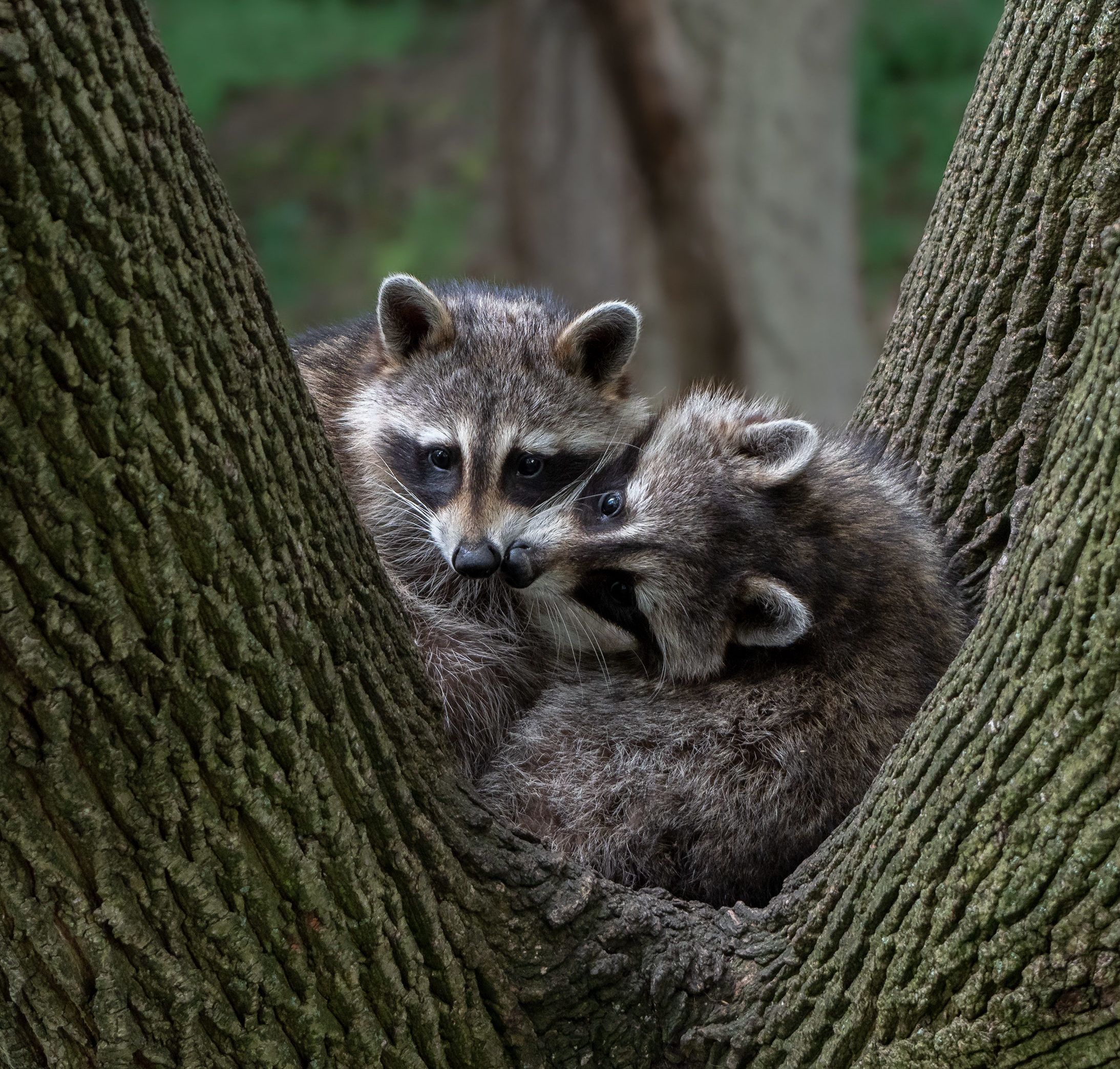 Huit esp ces masqu es observer travers le pays WWF.CA