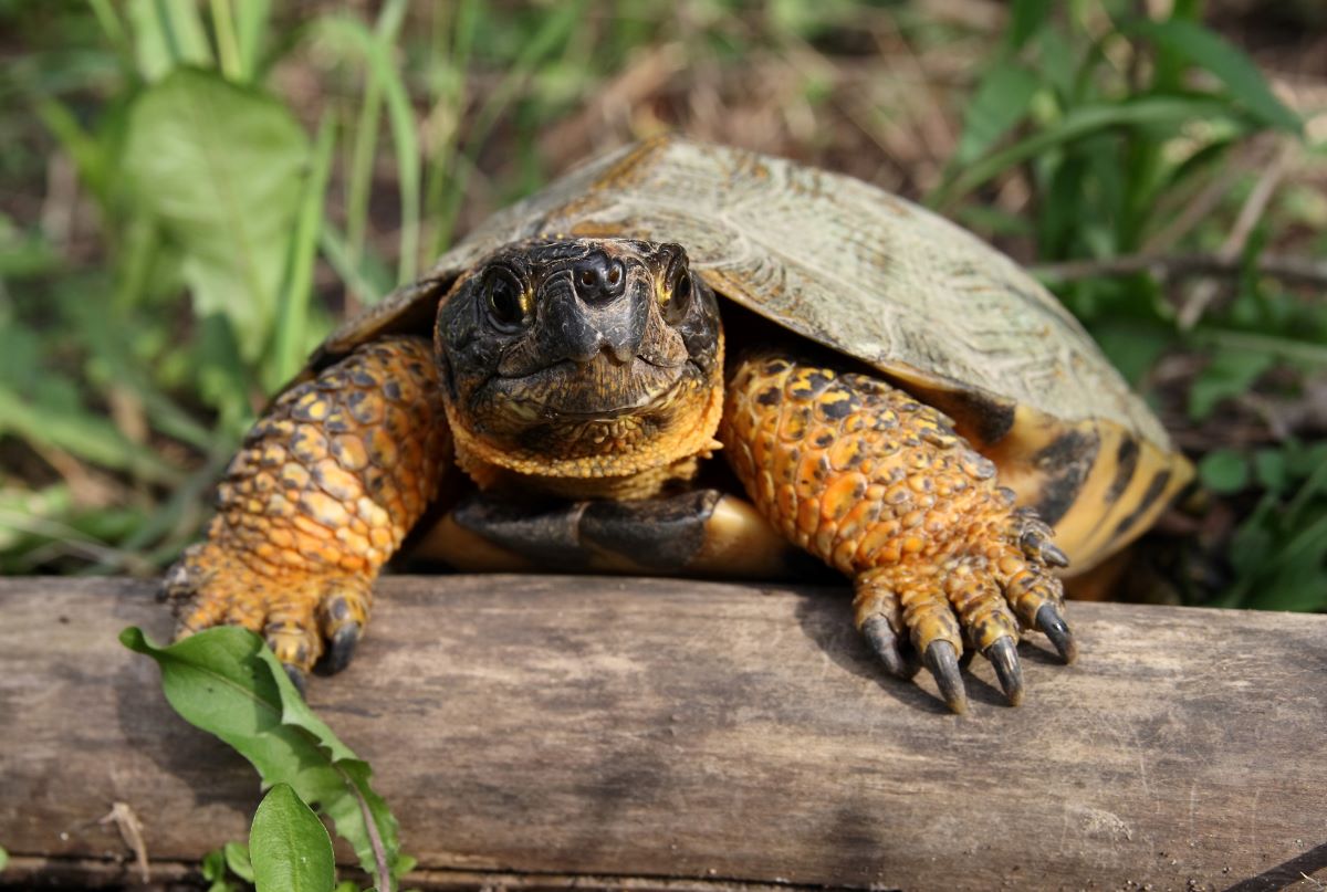 Wood turtle on a log
