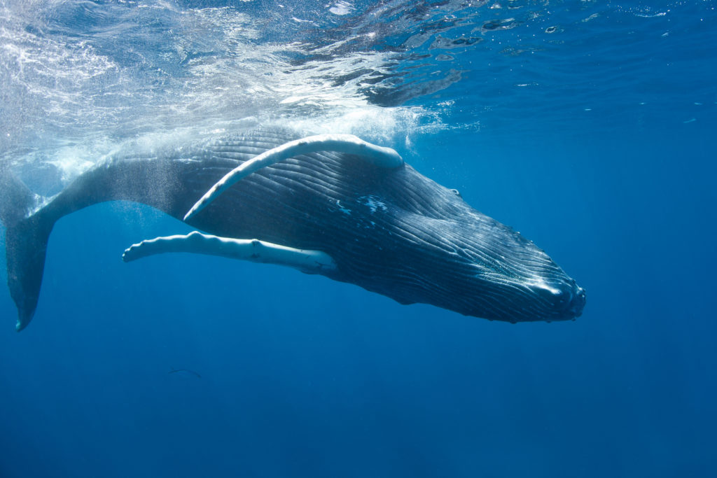 For whales, underwater noise is pollution too - WWF.CA