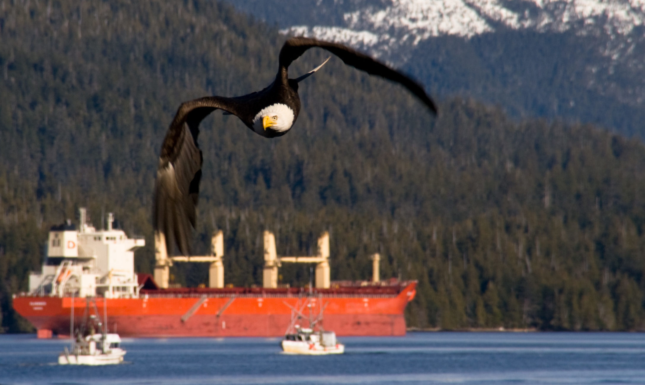 A Bald eagle (Haliaeetus leucocephalus) flying above a cargo ship and boats in Prince Rupert, British Columbia, Canada.