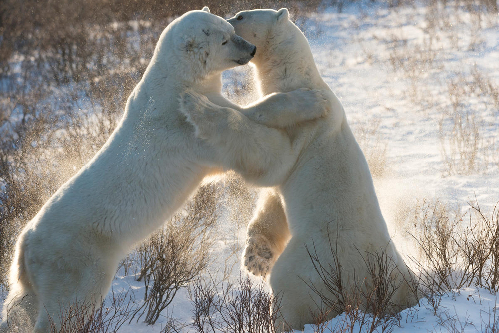 Two male polar bears (Ursus maritimus) sparring, Churchill, Canada