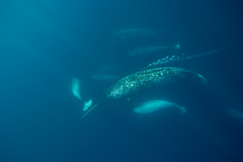Why narwhal are the most vulnerable to a warmer, louder Arctic 