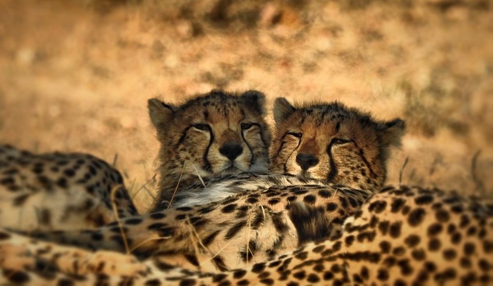 Two baby cheetahs resting during sunset in Mashatu Main Camp in Botswana.