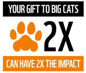 Your gift to big cats can have 2X the impact