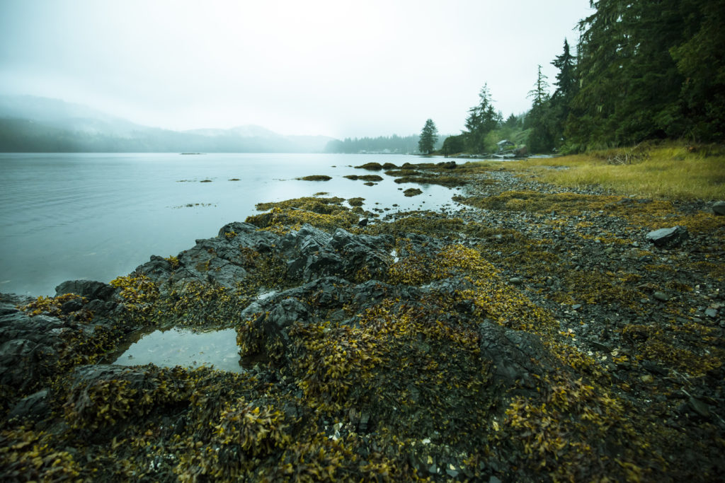 a kelp beach in Foggy Inlet, Newfoundland and Labrador