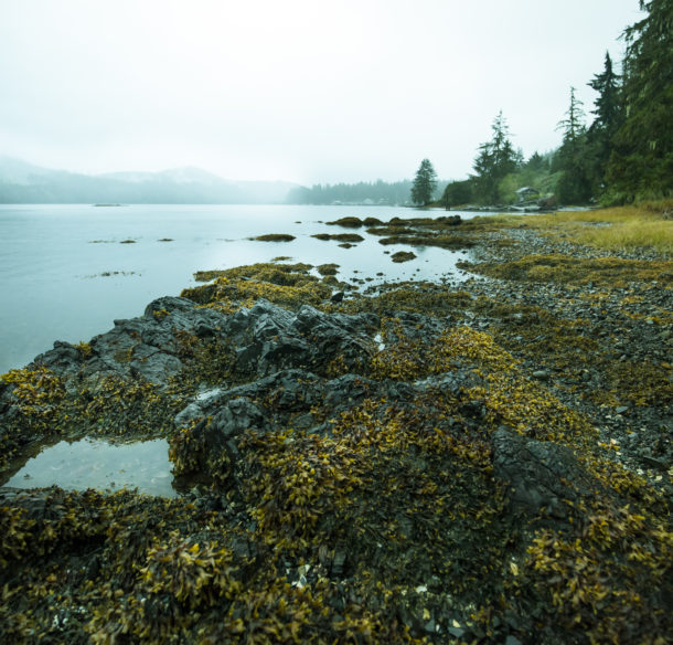 a kelp beach in Foggy Inlet, Newfoundland and Labrador