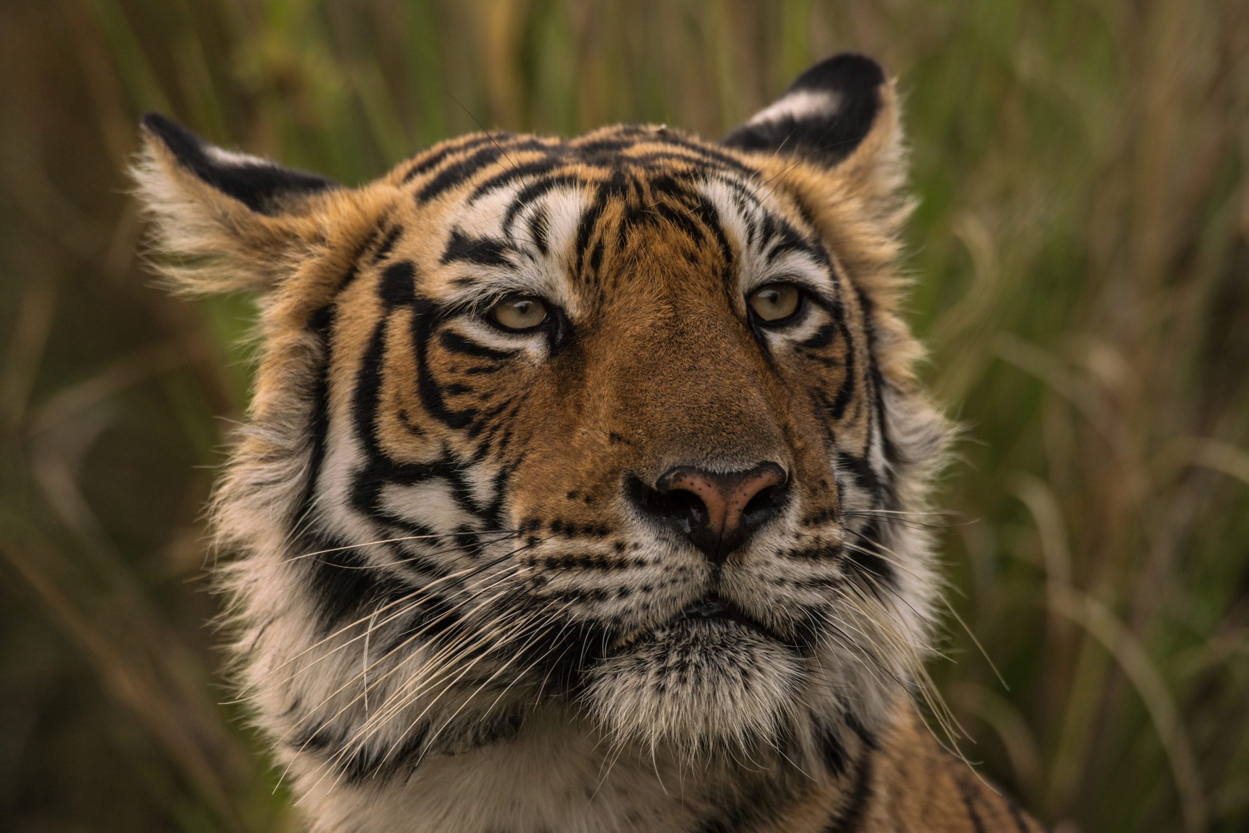 Bengal tiger (Panthera tigris tigris) in the Ranthambore National Park, India