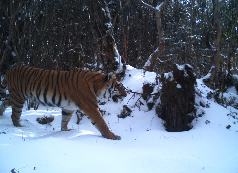 Camera trap photograph of tiger (Panthera tigris) in Bhutan.