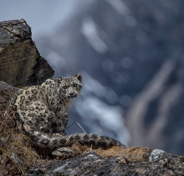 Yalung, the fourth snow leopard collared in Kangchenjunga Conservation Area on 8 May 2017.