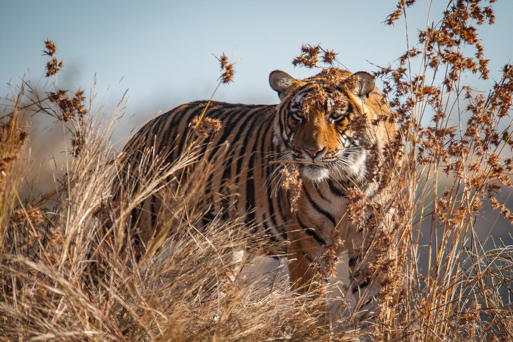 Tiger (Panthera tigris) in Ranthambore nationalpatk, India.