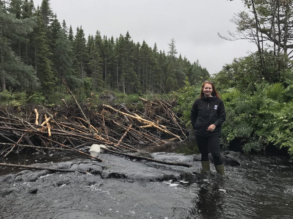Person stands in front of beaver dam in a stream
