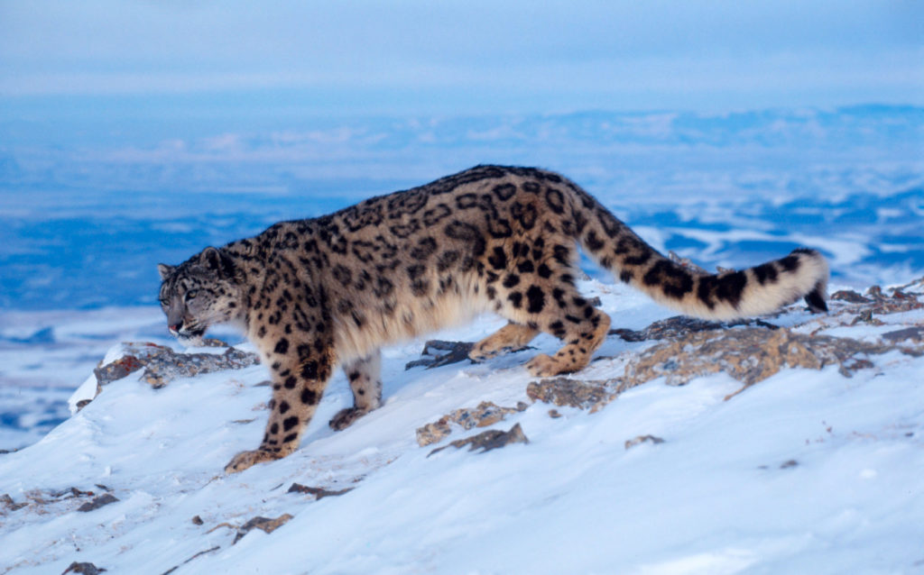 snow leopard in winter
