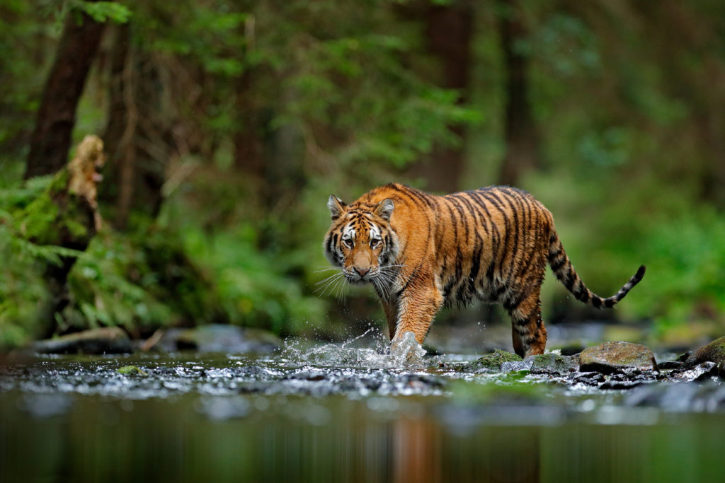Tiger walking in the water