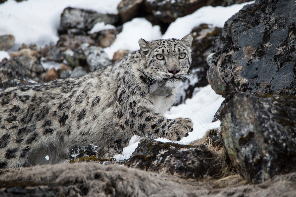 A snow leopard collared in Nepal’s Kangchenjunga Conservation Area.