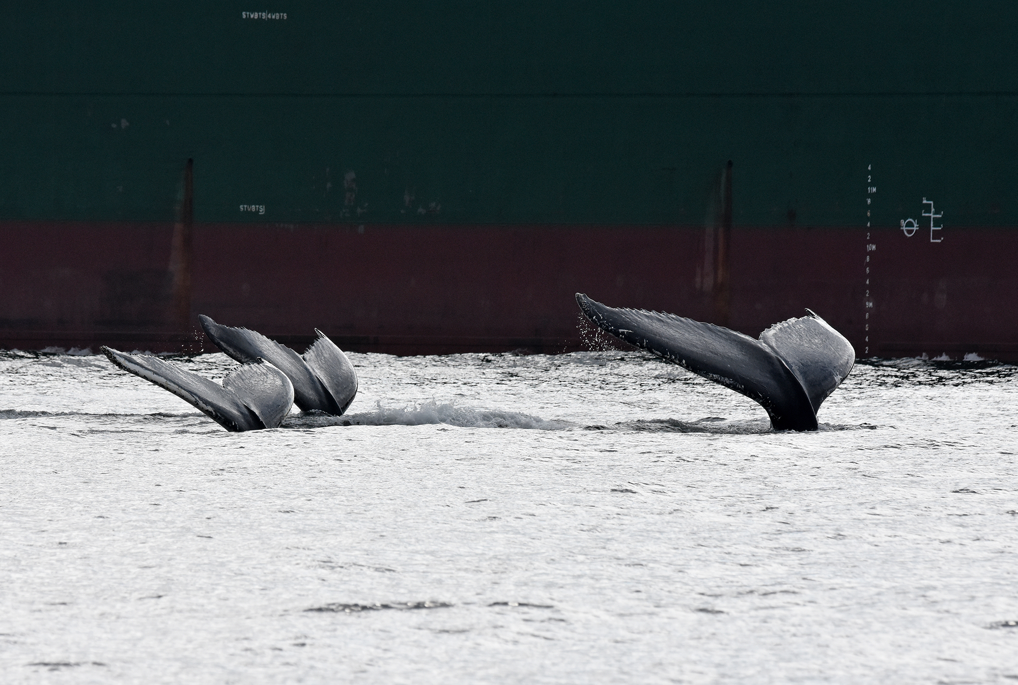 Navigating Whale Habitat: A New Tool Kit for the Maritime Industry 