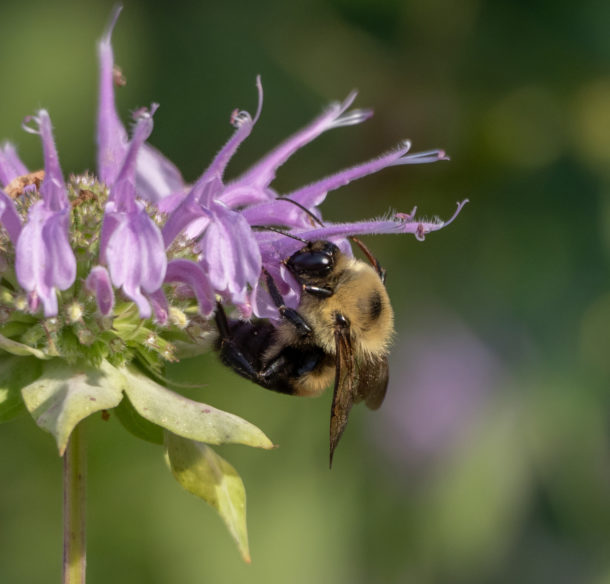 Bumblebee at the Evergreen Brickworks, Toronto