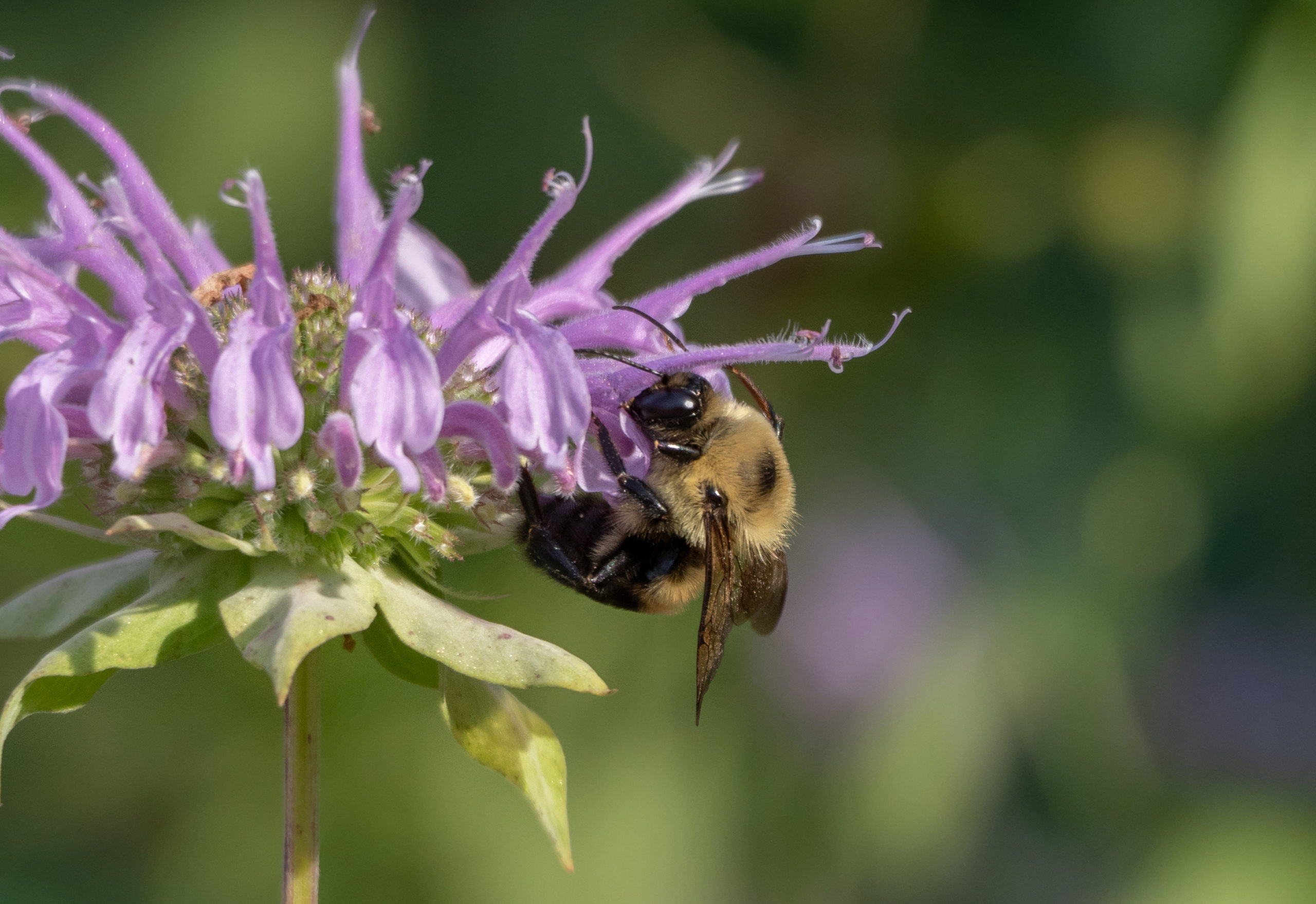 Bumblebee at the Evergreen Brickworks, Toronto