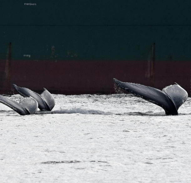 Trois baleines passant à côté d'un navire. © R. Pintiaux, ROMM
