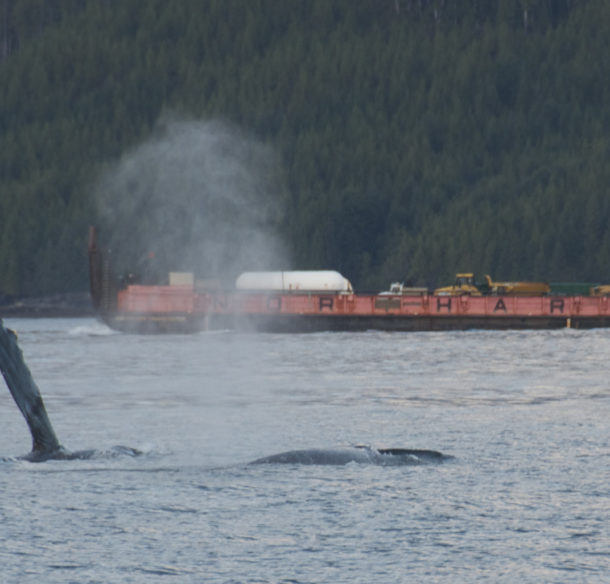 Humpback whale swims near a ship in British Columbia © WWF-Canada / Steph Morgan