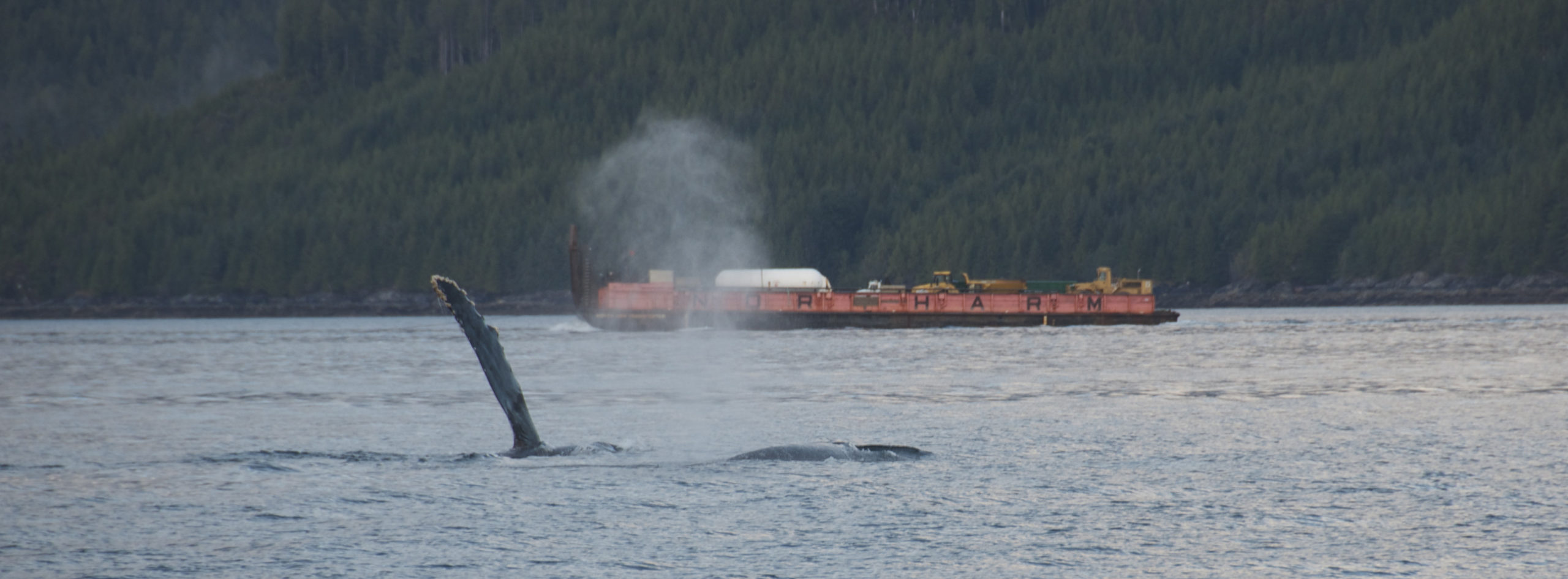 Humpback whale swims near a ship in British Columbia © WWF-Canada / Steph Morgan