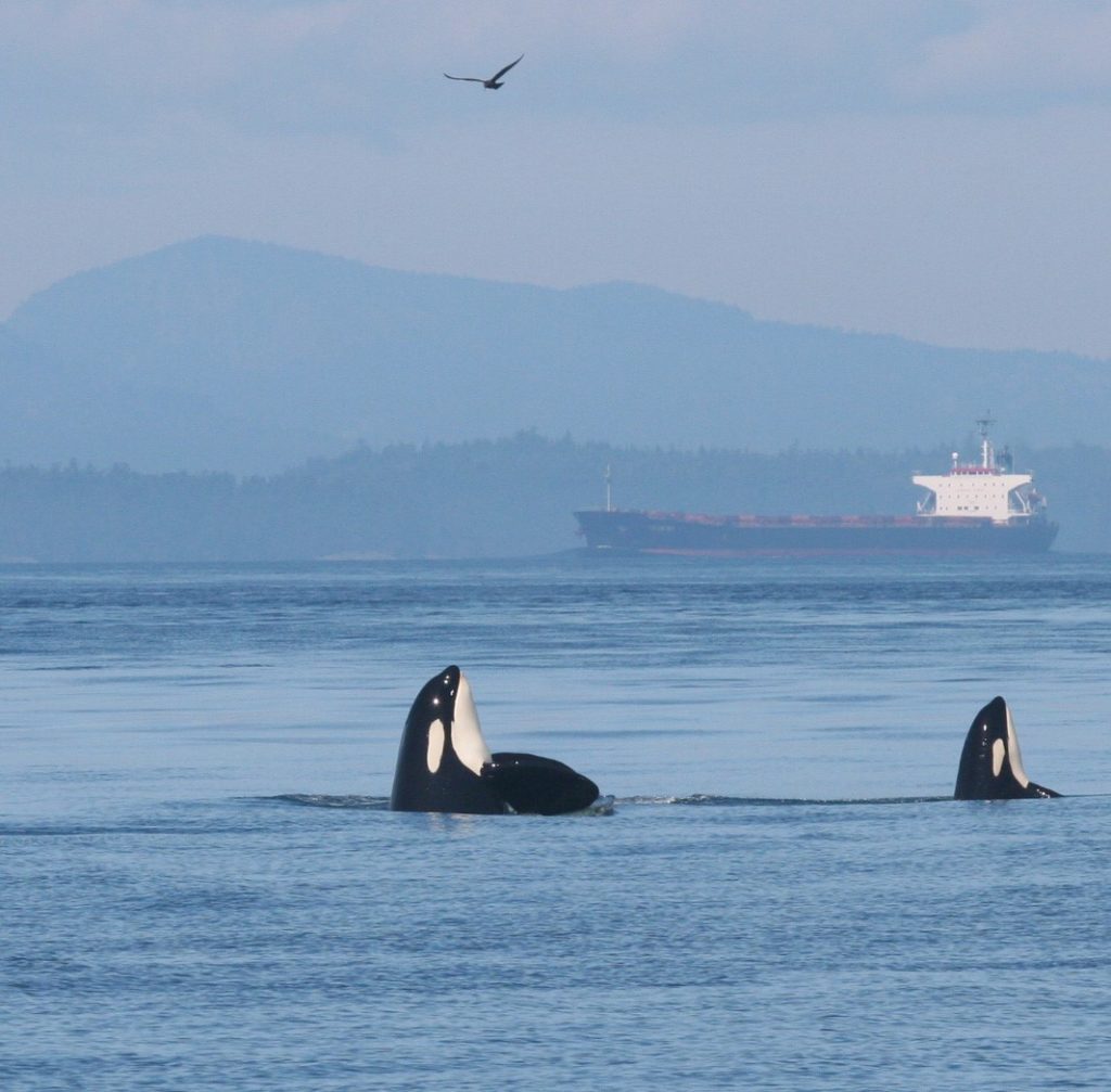 The need for action on underwater noise pollution is loud and clear ...