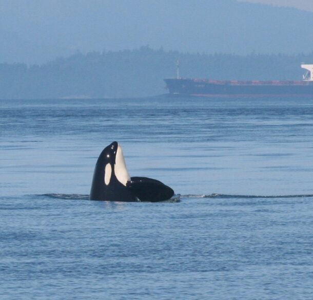 Southern Resident Killer Whale