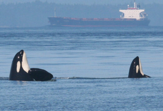 Southern Resident Killer Whale