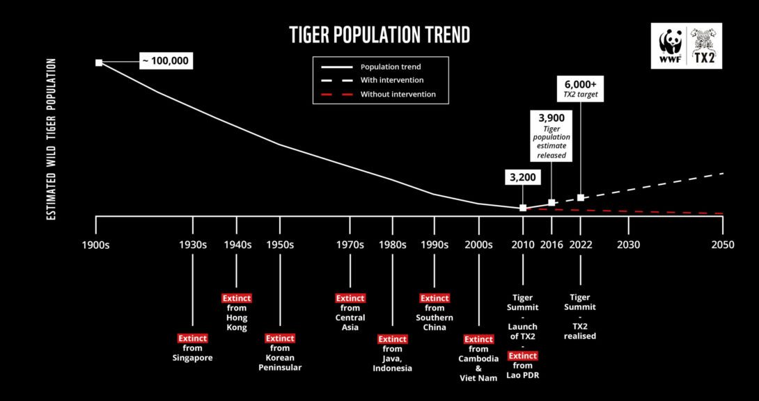 Infographic showing the decline of tigers over the last 100 years.