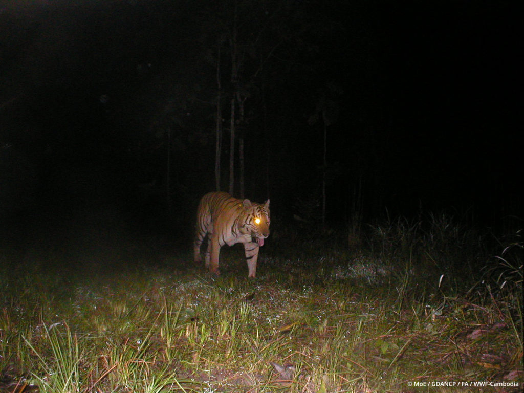 This is the last known image of a tiger in Srepok Wildlife Sanctuary, Cambodia in 2007. 
