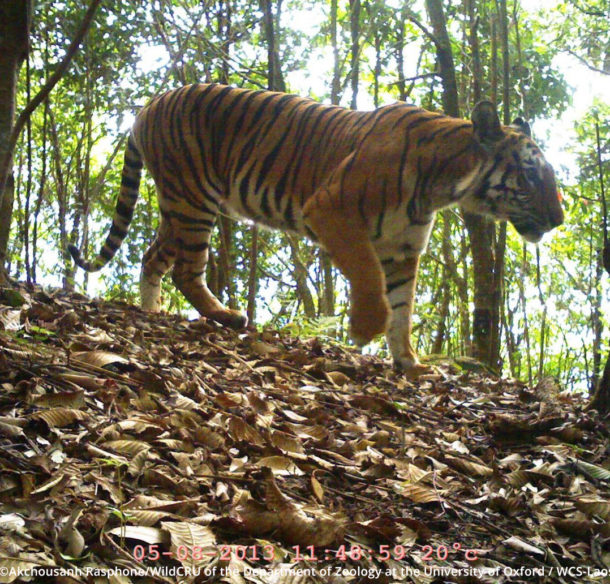 A tiger in Nam Et – Phou Louey National Park, Lao PDR in 2013.