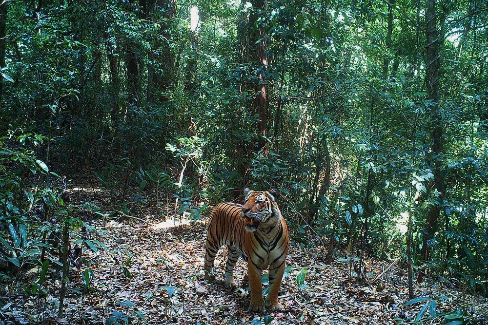 Camera trap image of a tiger in the Dawna Tenasserim landscape of the Tanintharyi Region of Myanmar. 